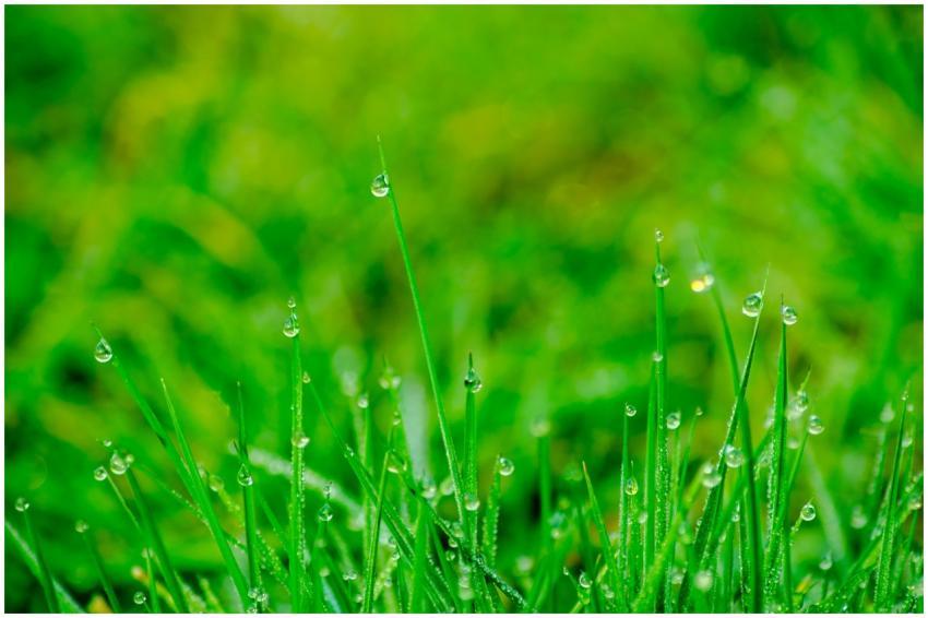 Macro shot of fresh green grass with dewdrops high