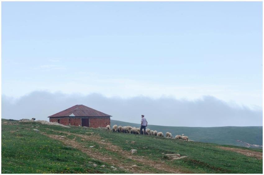 A shepherd walking with a flock of sheep near a br