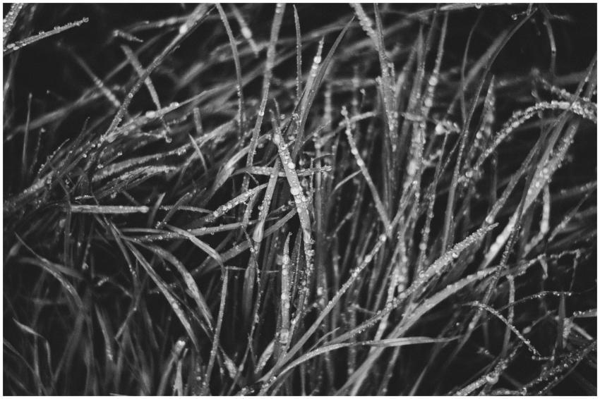 Black and white close-up of dew-covered grass show