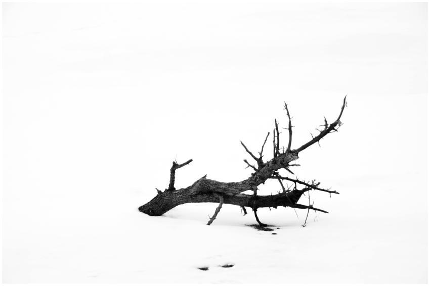 A single dark tree branch lies starkly against a v