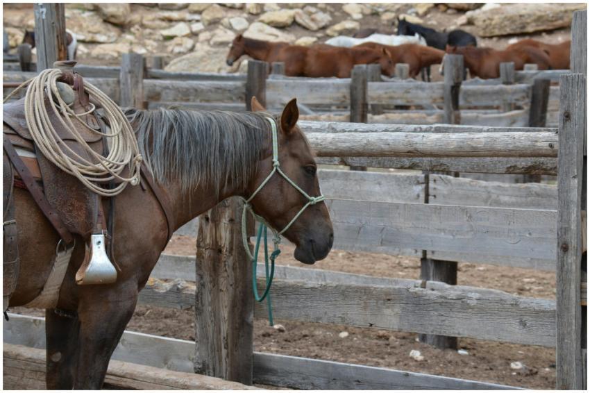 A saddled horse with rope, resting in a wooden cor