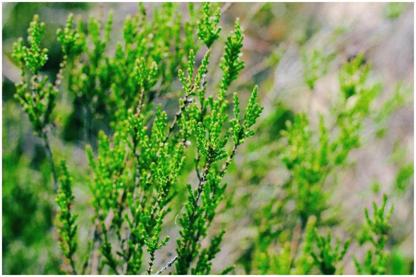 Vibrant green shrubbery highlighted in a close-up