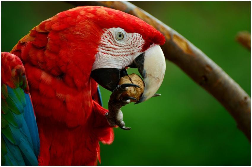 Vibrant scarlet macaw close-up, showcasing its viv