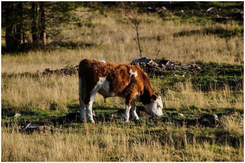 Brown and white cow grazing in a natural pasture s
