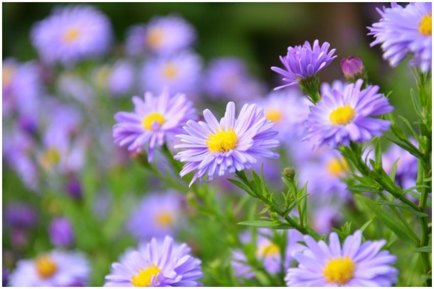 Close-up of vibrant purple asters blooming in a ga