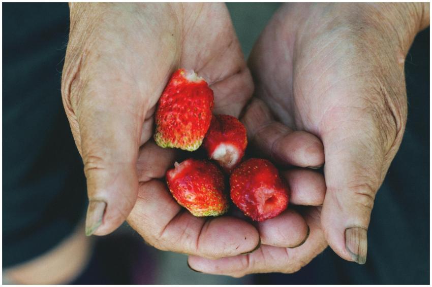 Hands holding freshly picked strawberries with ear