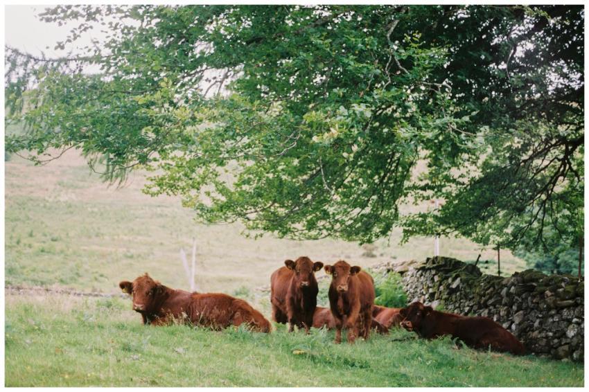 Peaceful scene of Highland cattle beneath a tree i