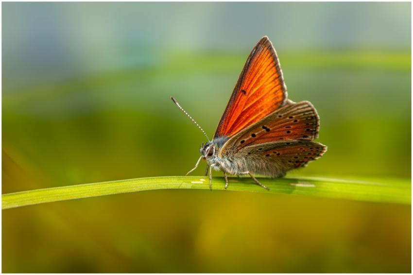 Close-up of a colorful butterfly perched on a gree