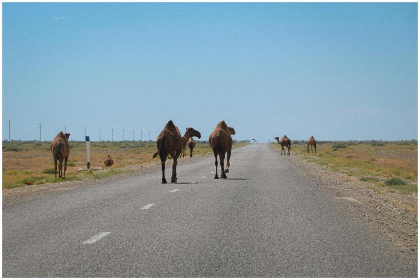 A group of camels walk down an empty road in the K