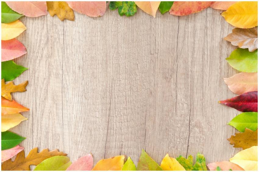 Colorful autumn leaves frame a natural wood backgr