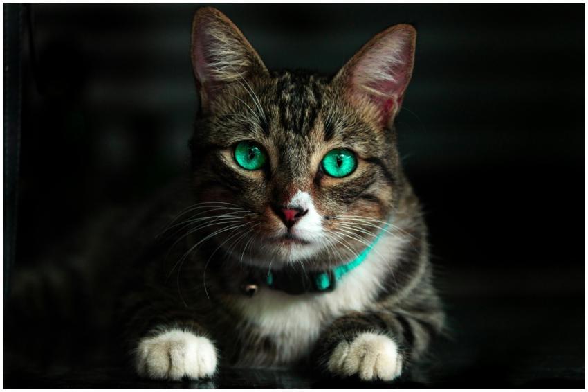 A detailed close-up of a tabby cat with striking g