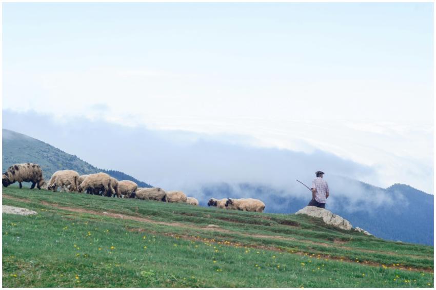 A serene rural landscape featuring a shepherd over