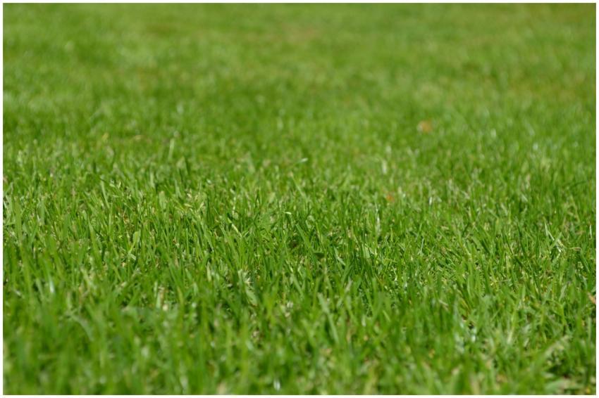 Close-up of a vibrant green grass lawn under clear