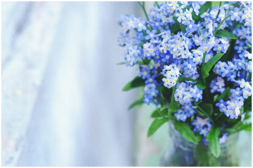 Delicate bouquet of blue forget-me-nots in a soft