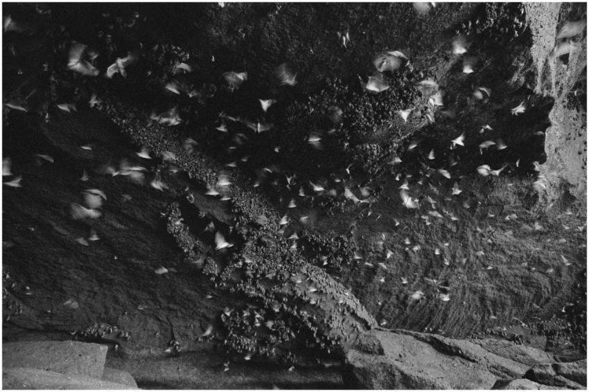 A swarm of bats flying inside a cave in Bali, Indo