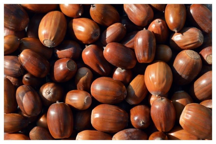 Acorns Fruit Nut Fruit Animal Feed