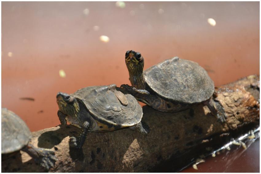 Two river turtles soaking up the sun on a log by t