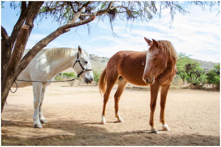 Two horses standing under a tree on a sunny day in