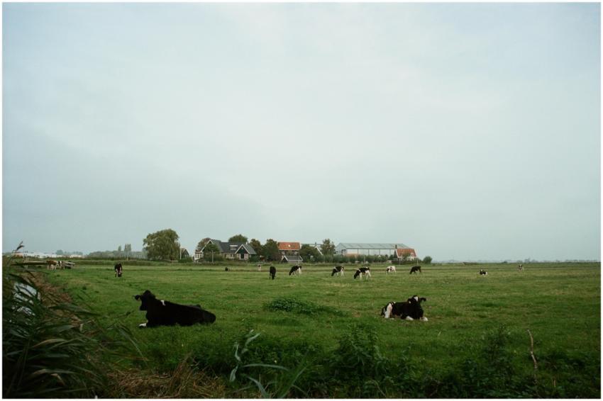 Scenic view of cows grazing on a peaceful farm in