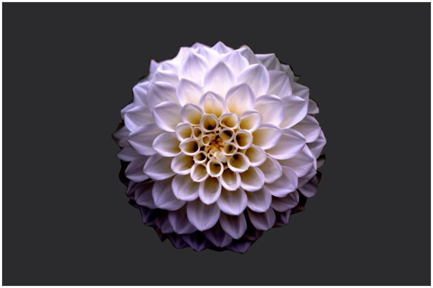 A beautiful white dahlia flower in full bloom capt