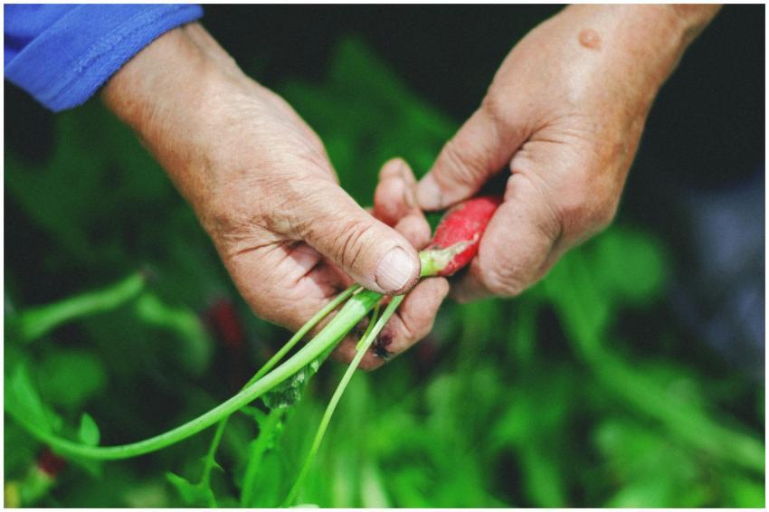 Close-up of hands pulling a fresh radish from the