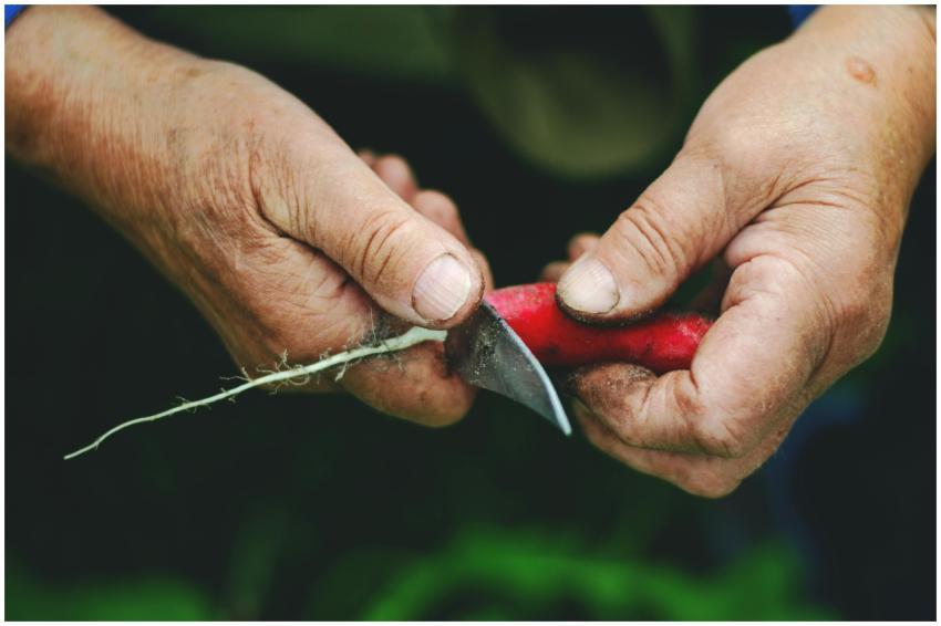 Close-up of hands peeling a radish with a knife in