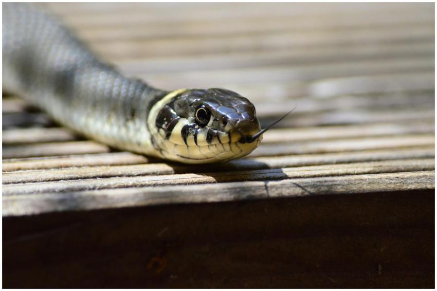 Detailed image of a common garter snake with focus