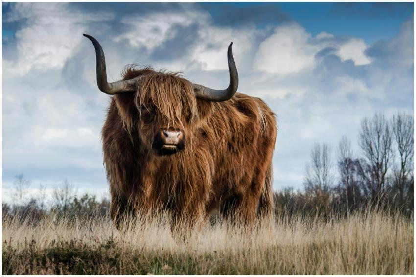 A Highland cow with large horns stands in a rural