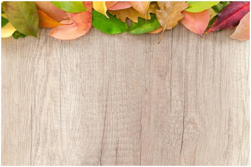 Vibrant autumn leaves displayed on a wooden backgr