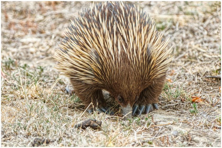 Close Up Echidna Foraging
