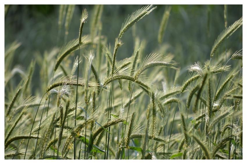 Rye Grain Field Halm Grain Straw