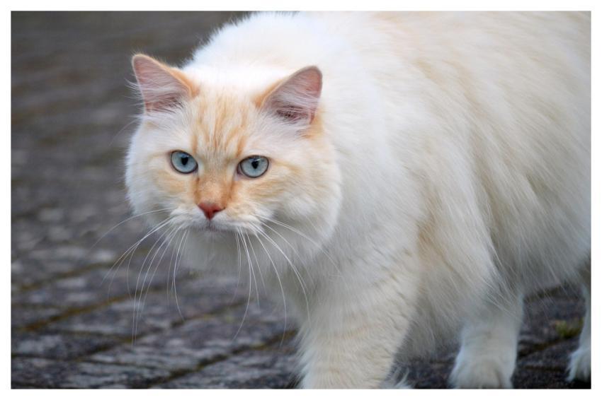 Cat Domestic Animal Animal Mammal