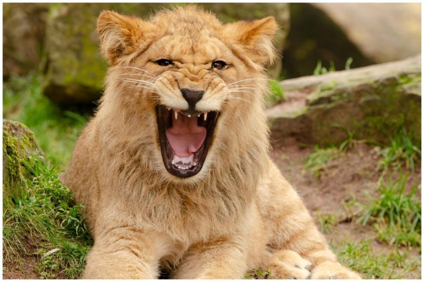 A young lion roaring outdoors, showcasing its shar