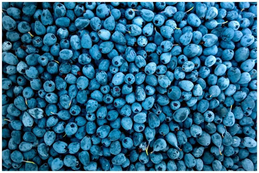 A vibrant close-up of ripe blueberries showcasing
