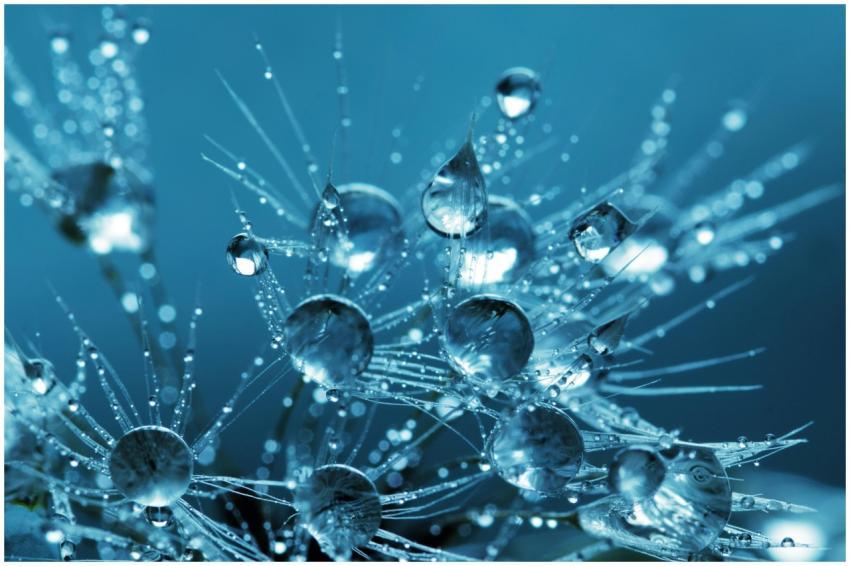 Stunning macro photography of dewdrops on dandelio