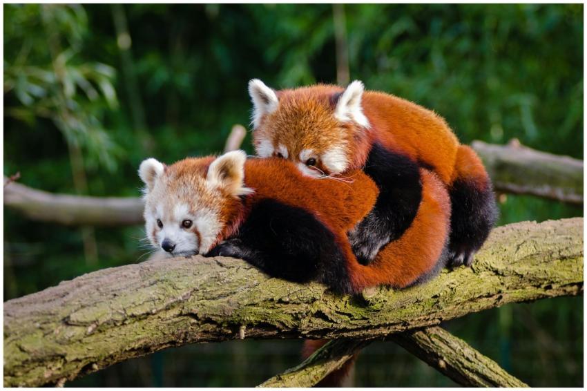 Two fluffy red pandas embrace on a tree branch in
