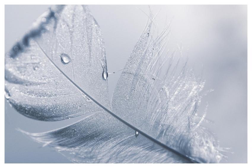 Feather White Texture Pattern