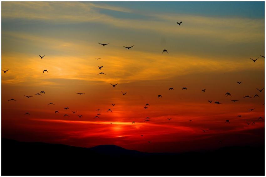 Flock of birds silhouetted against a colorful suns