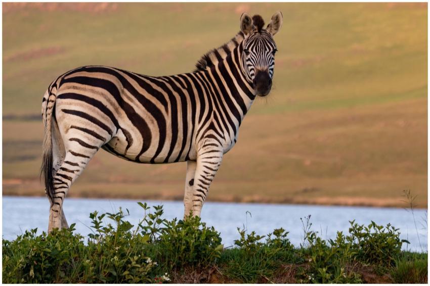A zebra stands by a waterbody in Himeville, South