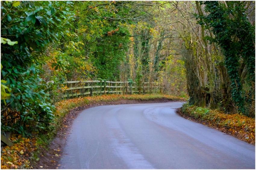 Free stock photo of autumn, background greenery, c