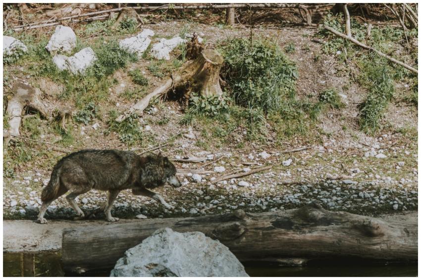 A grey wolf walks amidst a forest setting, showcas
