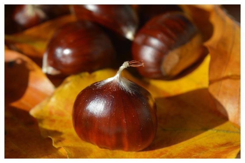 Sweet Chestnuts Chestnuts Castanea Sativa Nature