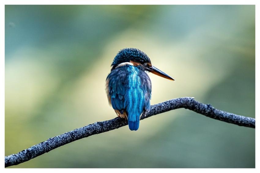 Bird Kingfisher Waterfowl Beak