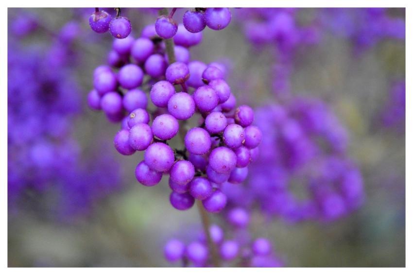 Love Pearls Callicarpa Bodinieri Bodinier's Beauty