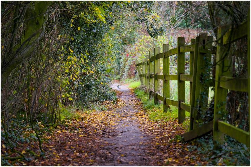 Free stock photo of autumn, background greenery, c