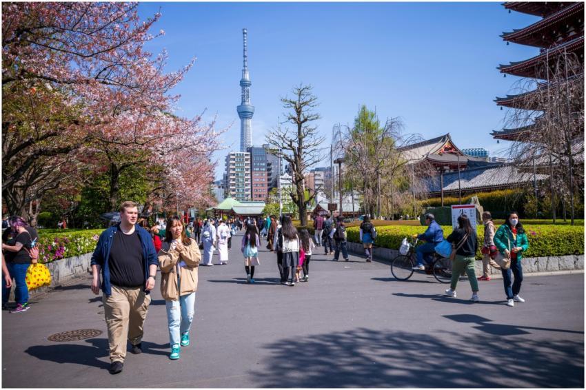 Cherry Blossoms Senso Ji