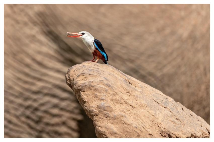 Bird Perched Animal Feathers