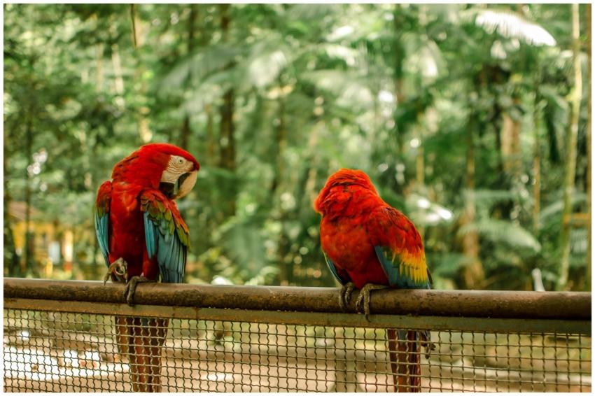 Vibrant scarlet macaws perched in a zoo, showcasin