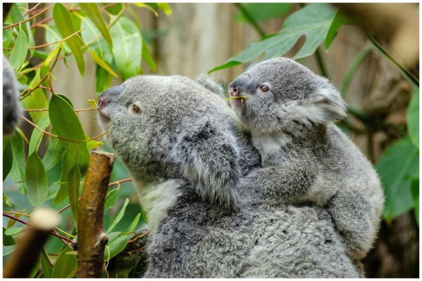 A koala and its joey enjoying eucalyptus leaves in