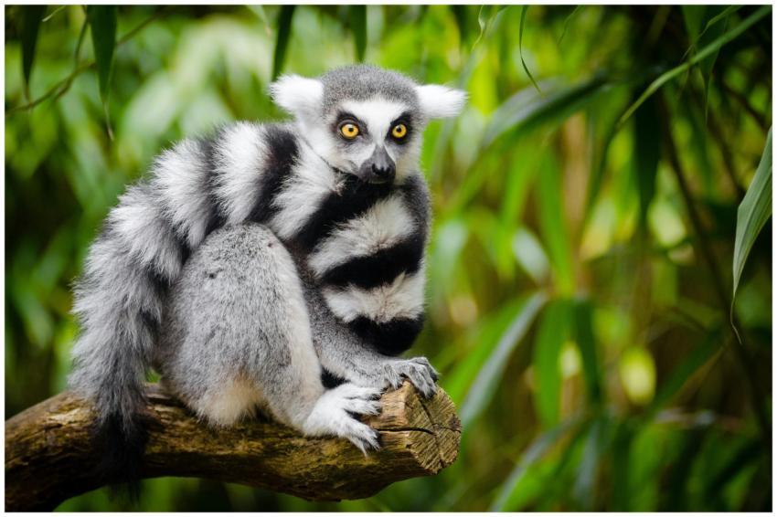 Close-up of a ring-tailed lemur sitting on a tree
